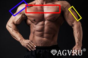 デクラインダンベルプレスの胸筋に効果的なやり方 Agaru